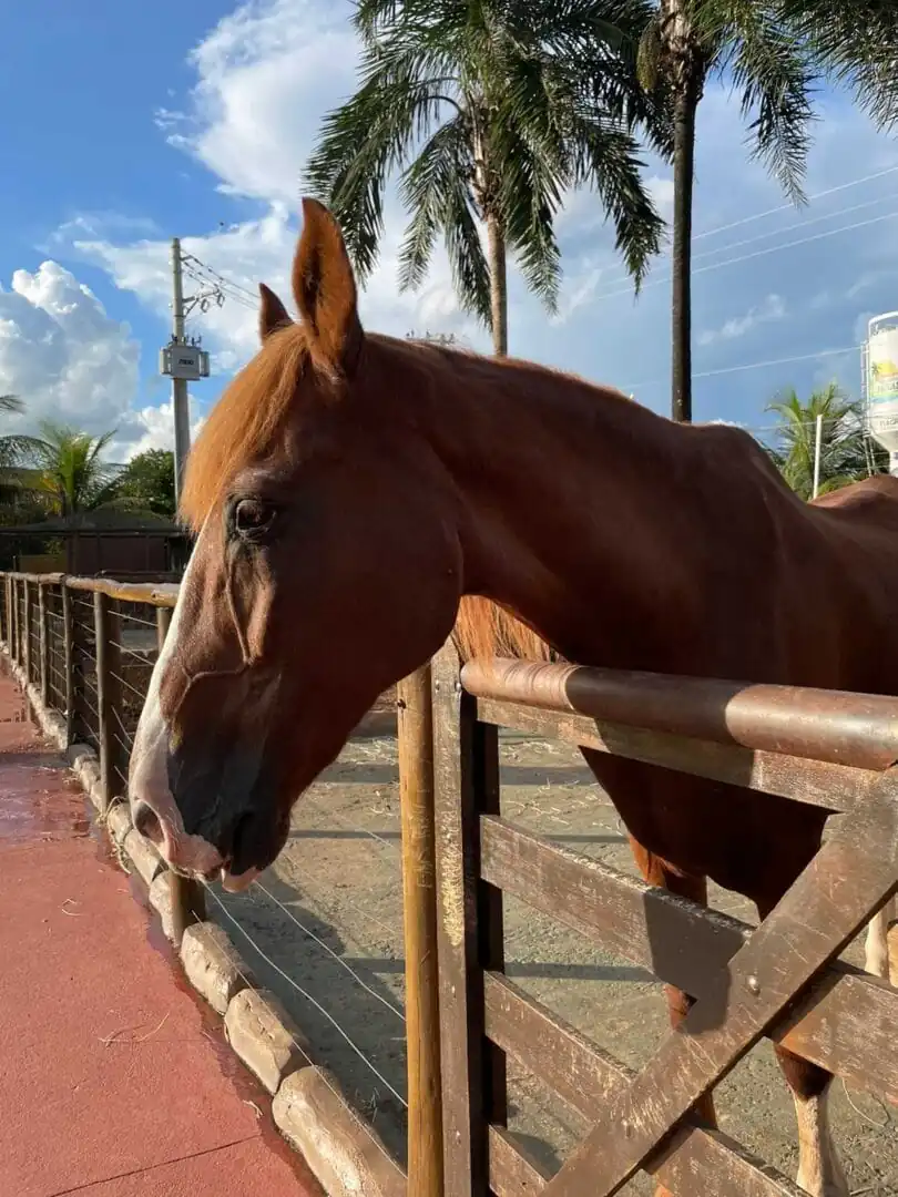 Carpe Diem Eco Resort Olímpia